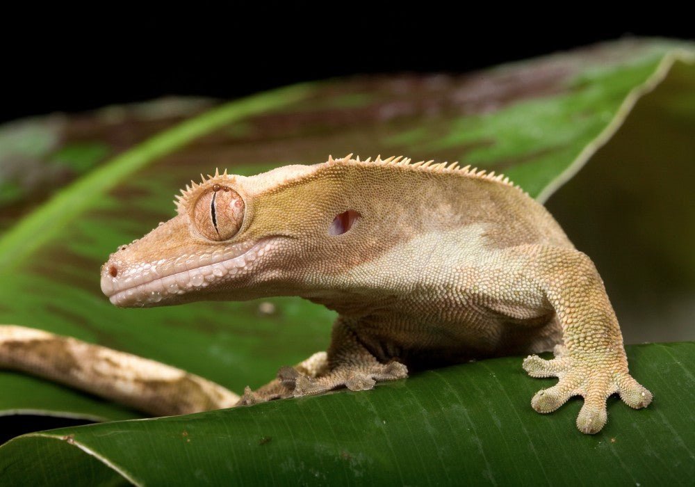 A Comprehensive Care Guide to Maximize Your Crested Gecko Lifespan - INKBIRD
