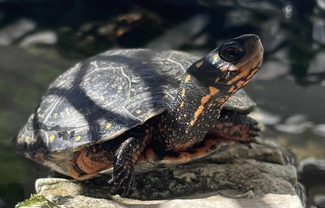 Pet Aquatic Turtle Care Guide