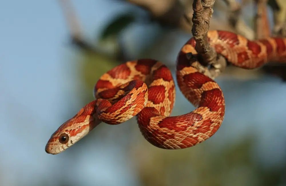 Corn Snake Care Guide: Lifespan, Enclosure, Feeding, and More - INKBIRD