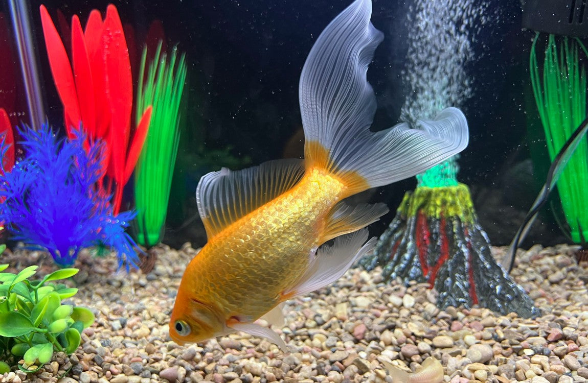 Goldfish Care Guide