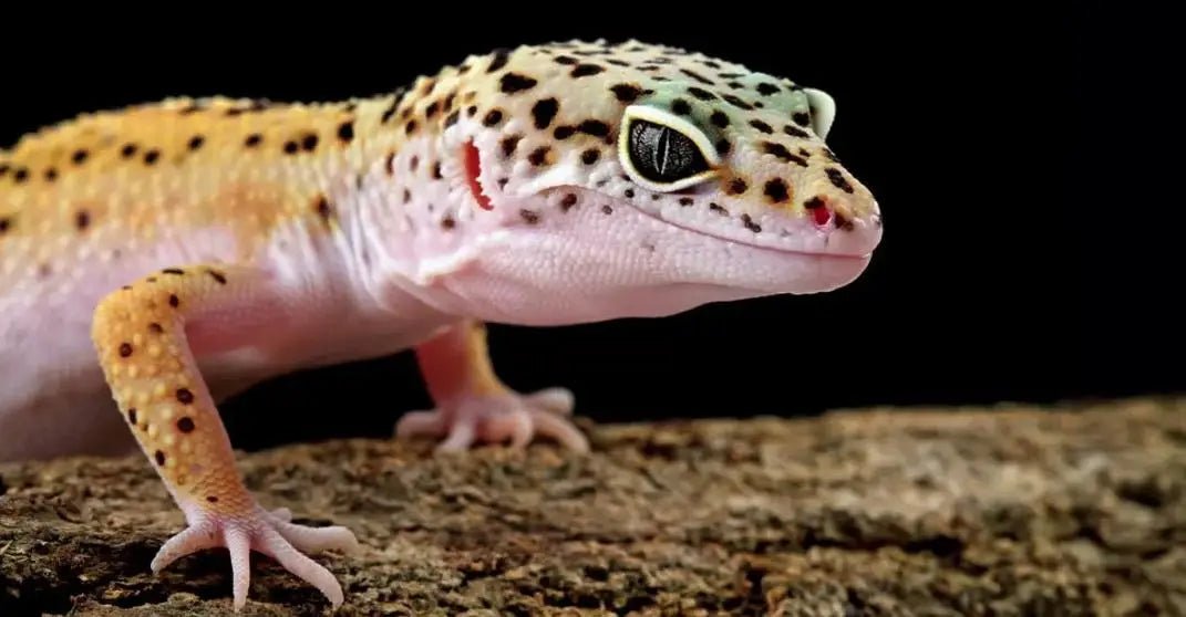 How Long Do Leopard Geckos Live? Tips to Extend Leopard Gecko Lifespan - INKBIRD