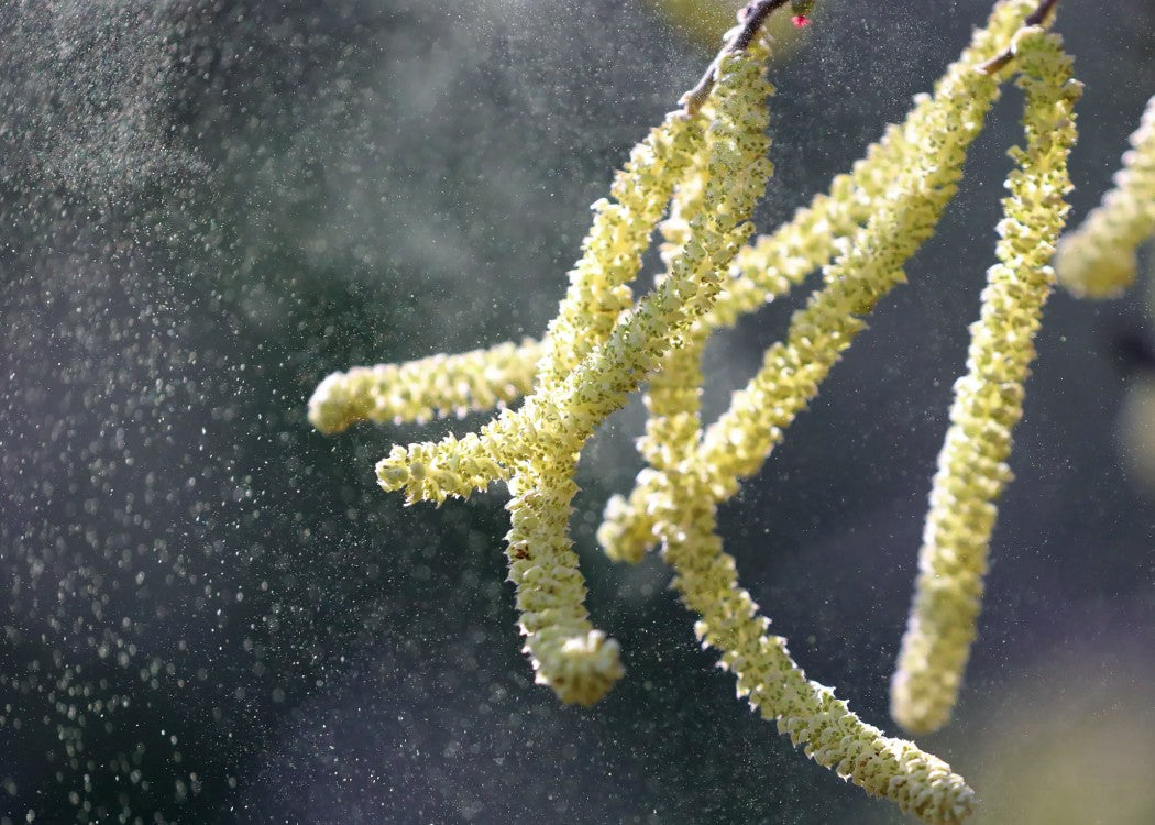 How to Detect Pollen in Your Home This Spring