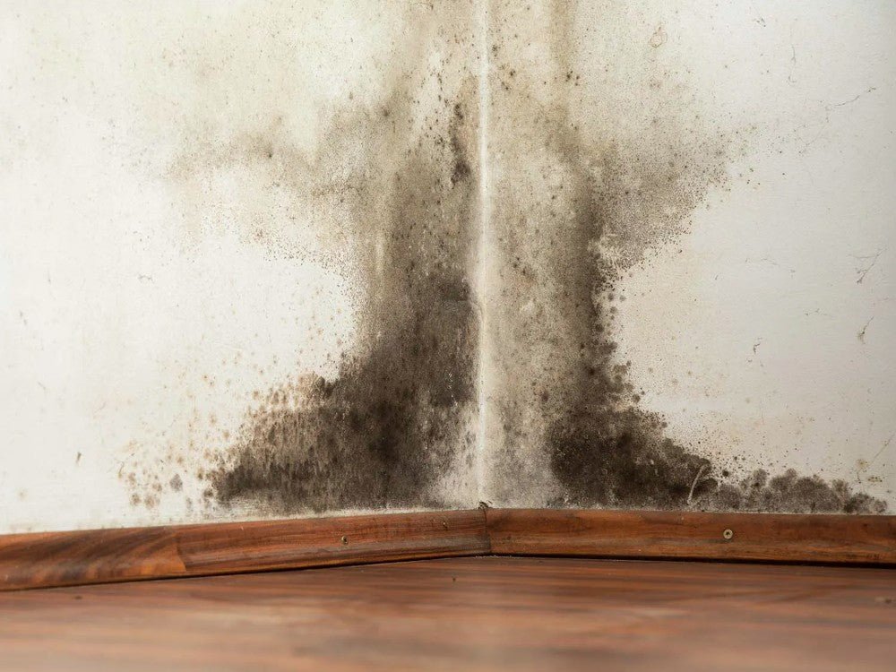 How to Get Rid of Black Mold