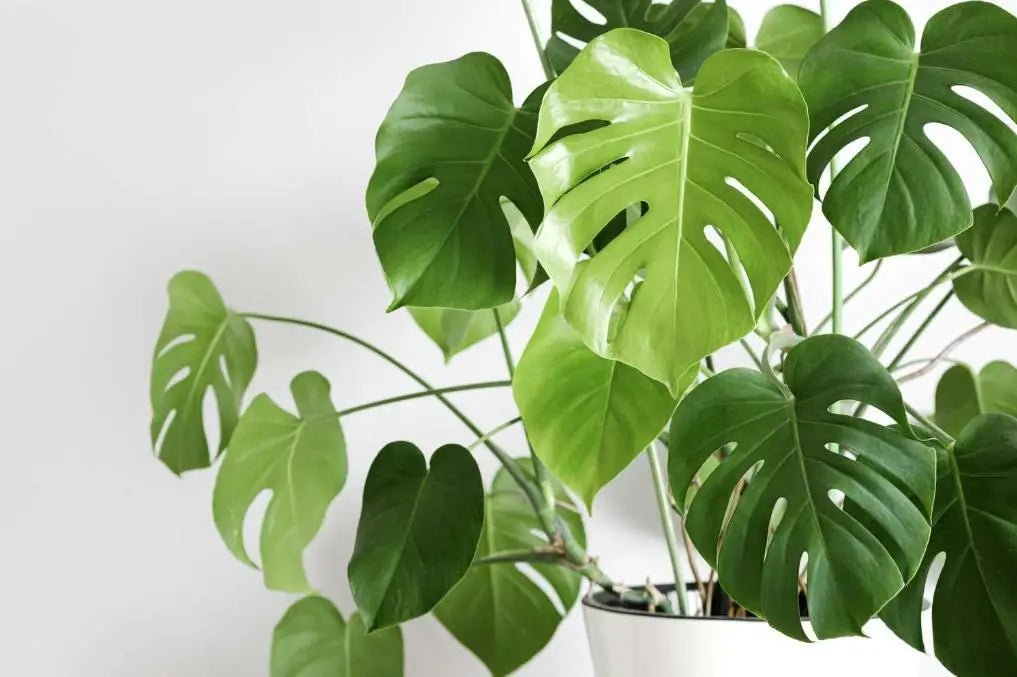 Indoor Monstera Deliciosa Care Guide for Beginners - INKBIRD