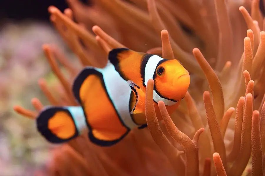 Ocellaris Clownfish Care Guide & Information - INKBIRD
