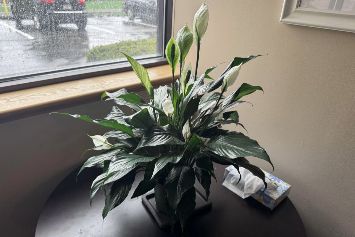 Peace Lily Care Guide