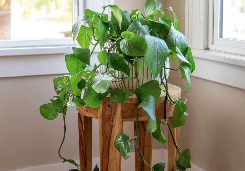 Pothos Plant Care