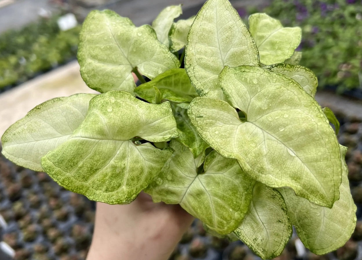 Syngonium Arrowhead Plant Care Guide