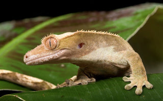 A Comprehensive Care Guide to Maximize Your Crested Gecko Lifespan - INKBIRD