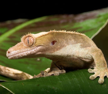 A Comprehensive Care Guide to Maximize Your Crested Gecko Lifespan - INKBIRD
