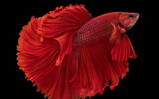 All You Want to Know About Betta Fish: Care Tips, Tricks & FAQs - INKBIRD