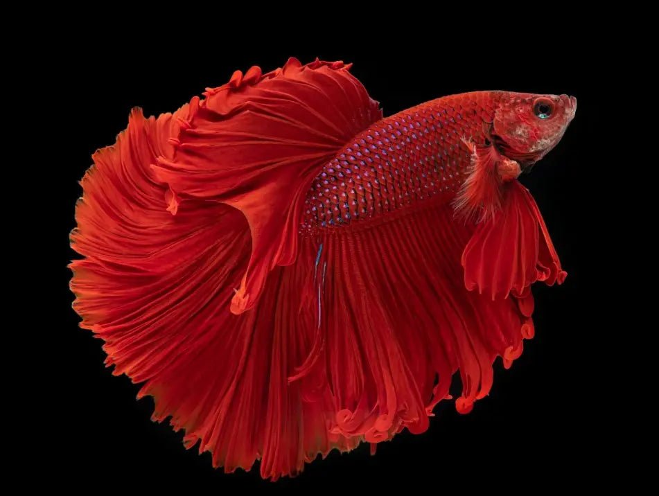 All You Want to Know About Betta Fish: Care Tips, Tricks & FAQs - INKBIRD