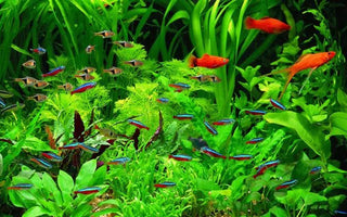 AQUARIUM TIPS: DO NOT COOK YOUR FISH! - INKBIRD