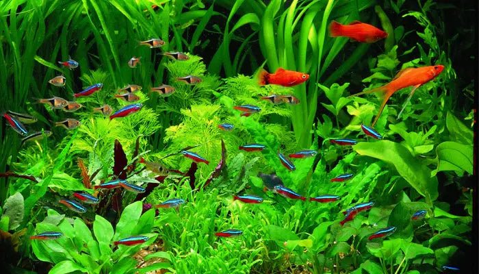 AQUARIUM TIPS: DO NOT COOK YOUR FISH! - INKBIRD