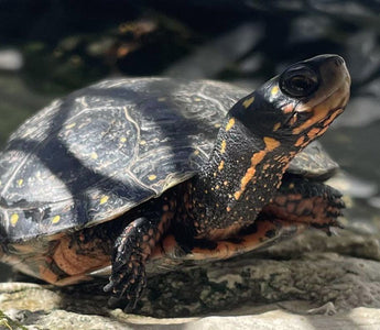 Pet Aquatic Turtle Care Guide