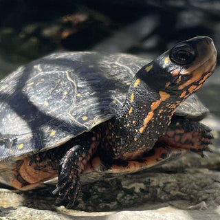 Pet Aquatic Turtle Care Guide