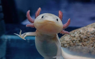 Axolotl Care Guide