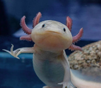 Axolotl Care Guide