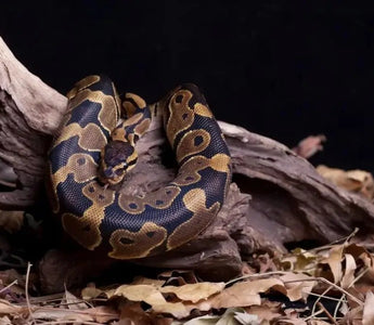 Ball Python Enclosure Ideas: Size, Humidity, Temp, and More - INKBIRD