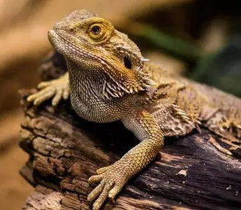 Bearded Dragon Care Guide - Enclosure, Diet, and Everything You Need to Know - INKBIRD
