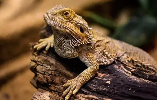 Bearded Dragon Care Guide - Enclosure, Diet, and Everything You Need to Know - INKBIRD