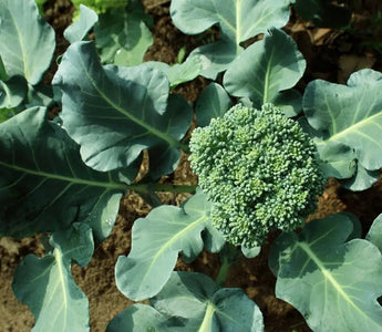 Broccoli Growing Guide: How to Grow Broccoli at Home? - INKBIRD
