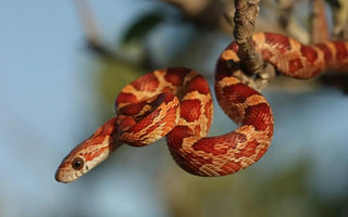 Corn Snake Care Guide: Lifespan, Enclosure, Feeding, and More - INKBIRD