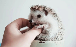 Give Our Pets A Cozy Home with INKBIRD ITC-306T-WIFI - INKBIRD