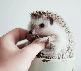 Give Our Pets A Cozy Home with INKBIRD ITC-306T-WIFI - INKBIRD