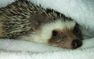 Hedgehog Care Guide: Cage Setup, Diet, and More