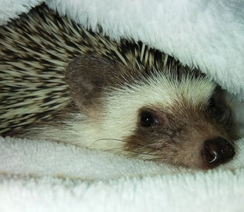 Hedgehog Care Guide: Cage Setup, Diet, and More