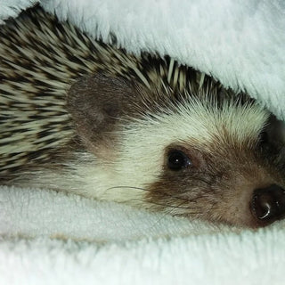 Hedgehog Care Guide: Cage Setup, Diet, and More