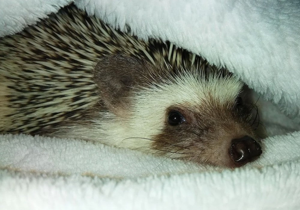 Hedgehog Care Guide: Cage Setup, Diet, and More