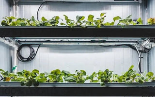 How the Changes of Temp or Humidity Will Affect Our Indoor Plants? How Can We Know & What Can We Do to Fix Them? - INKBIRD