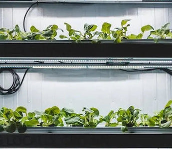 How the Changes of Temp or Humidity Will Affect Our Indoor Plants? How Can We Know & What Can We Do to Fix Them? - INKBIRD