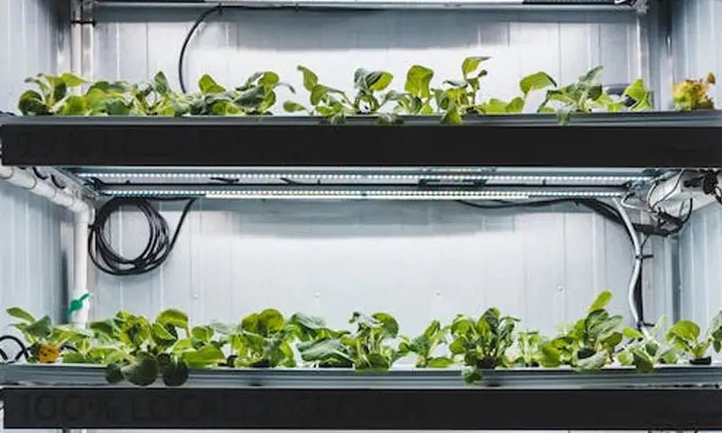 How the Changes of Temp or Humidity Will Affect Our Indoor Plants? How Can We Know & What Can We Do to Fix Them? - INKBIRD