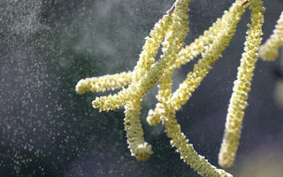 How to Detect Pollen in Your Home This Spring