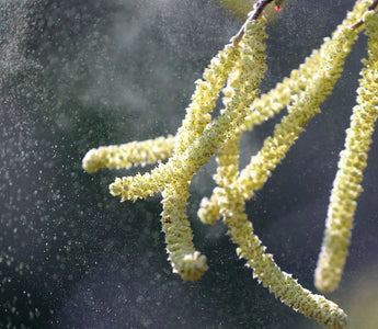 How to Detect Pollen in Your Home This Spring