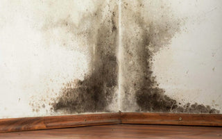 How to Get Rid of Black Mold