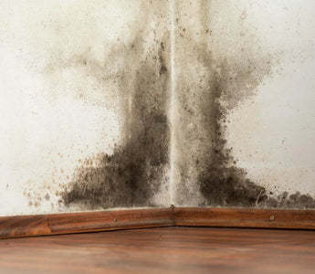 How to Get Rid of Black Mold