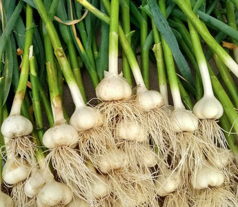 How to Grow Garlic from a Clove