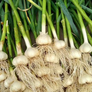 How to Grow Garlic from a Clove