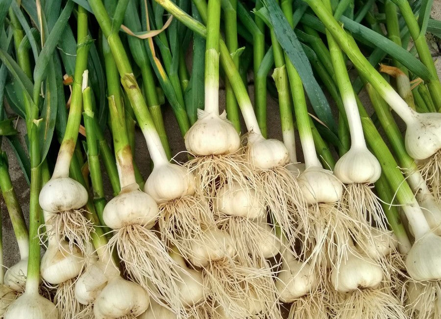How to Grow Garlic from a Clove
