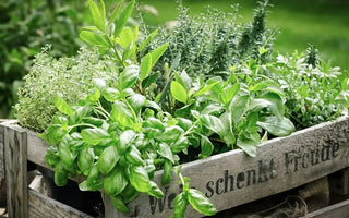 How to Grow Herbs Indoors & Outdoors - A Beginner Guide - INKBIRD