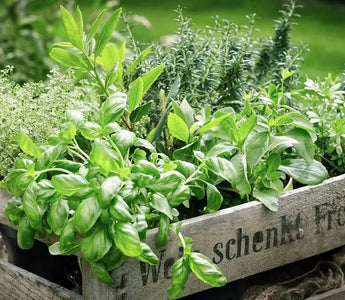 How to Grow Herbs Indoors & Outdoors - A Beginner Guide - INKBIRD