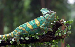 How to Take Care of a Veiled Chameleon? - INKBIRD
