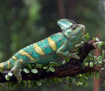 How to Take Care of a Veiled Chameleon? - INKBIRD