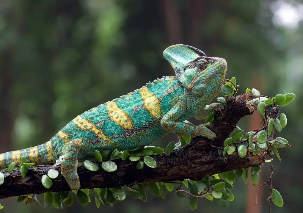 How to Take Care of a Veiled Chameleon? - INKBIRD