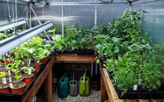 HOW TO: What Will You Need As a Planting Beginner? - INKBIRD