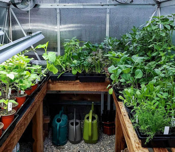 HOW TO: What Will You Need As a Planting Beginner? - INKBIRD